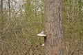 Spring forest detail with dead tree with mushrooms and reed Royalty Free Stock Photo