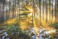 Spring forest in the early morning at sunrise. Landscape of forest nature. Sun rays through branches of trees Royalty Free Stock Photo