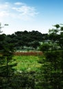 Spring Forest Environment