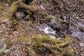 Spring forest with fallen trees and a stream Royalty Free Stock Photo