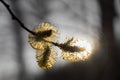 Spring in the forest - flowered Willow