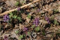 Spring forest flowers. Glades with white and purple flowers Royalty Free Stock Photo