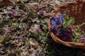 Spring forest flowers. Glades with white and purple flowers Royalty Free Stock Photo