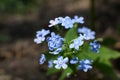 Spring forest flowers. Myosotis. Light blue Forget me not flowers Royalty Free Stock Photo