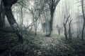 Spring forest in fog. Beautiful natural landscape. Vintage styl Royalty Free Stock Photo