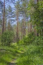 Spring forest. Forest path. Sunny clear day Royalty Free Stock Photo