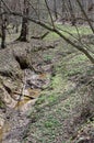 Forest stream in the spring forest. Spring stream in the forest.