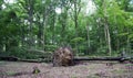 The trees dumped in the Carpathian forest