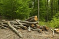 Spring forest full of trees with new green leaves, forest path with bled timber Royalty Free Stock Photo