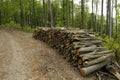 Spring forest full of trees with new green leaves, forest path with bled timber Royalty Free Stock Photo