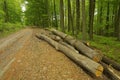 Spring forest full of trees with new green leaves, forest path Royalty Free Stock Photo