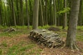 Spring forest full of trees with new green leaves, forest path Royalty Free Stock Photo