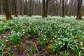 spring forest full of white snowdrops and old alders