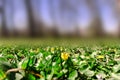 Spring in forest glade, green grass and yellow flowers