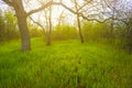 spring forest glade in light of evening sun Royalty Free Stock Photo