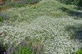 In the spring forest glade white carnations flowers.