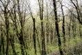 spring forest. green fresh spring forest with trees with young green leaves. spring greens and freshness Royalty Free Stock Photo