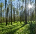 Spring forest with green graas and sun