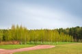 Spring forest and green grass and dirt path against the background of beautiful clouds with blue skies. Spring natural landscape. Royalty Free Stock Photo