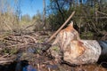 Metal forks for cleaning beaver dams