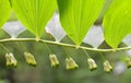 In the spring forest grows multifloral plant Polygonatum multiflorum Royalty Free Stock Photo