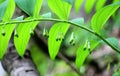 In the spring forest grows multifloral plant Polygonatum multiflorum Royalty Free Stock Photo