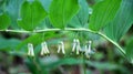 In the spring forest grows multifloral plant Polygonatum multiflorum Royalty Free Stock Photo