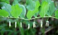 In the spring forest grows multifloral plant Polygonatum multiflorum Royalty Free Stock Photo