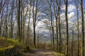 Spring Forest Hiking trail Rheinsteig, Siebengebirge Germany Royalty Free Stock Photo