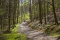 Spring Forest Hiking trail Rheinsteig in Siebengebirge Germany Royalty Free Stock Photo