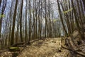 Spring Forest Hiking trail Rheinsteig in Siebengebirge Germany Royalty Free Stock Photo