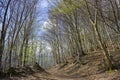 Spring Forest Hiking trail Rheinsteig in Siebengebirge Germany Royalty Free Stock Photo