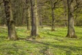 Spring Forest Hiking trail Rheinsteig, Siebengebirge Germany Royalty Free Stock Photo