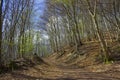 Spring Forest Hiking trail Rheinsteig in Siebengebirge Royalty Free Stock Photo