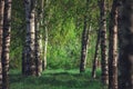 Spring forest landscape with the brich