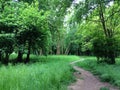 Spring forest landscape. Footpath in the green spring forest