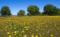 Spring Prairie upholstered with yellow flowers and scattered trees Royalty Free Stock Photo