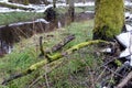 spring forest landscape. old forest in the swamp. Thick trunks of trees covered with moss. Mostly on the green grass lies dirty Royalty Free Stock Photo