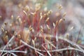 Spring forest life. Abstract composition with moss flowers. Royalty Free Stock Photo