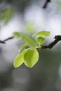 Spring forest with lush foliage