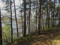 Spring forest with river Royalty Free Stock Photo
