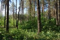 Spring forest with misty morning Royalty Free Stock Photo