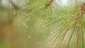 Spring Forest. Spring Natural Background. Pure Water Drop After Rain On A Green Pine Tree Needle. Close up. Royalty Free Stock Photo