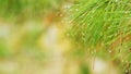 Spring Forest. Spring Natural Background. Pure Water Drop After Rain On A Green Pine Tree Needle. Close up. Royalty Free Stock Photo