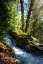 Art Spring forest Nature background. Natural Mountain landscape background with forest stream waterfall. Sunny woodland. Peaceful
