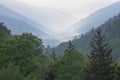 Spring Forest Newfound Gap Great Smoky Mountains Royalty Free Stock Photo