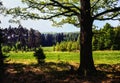 Spring forest panorama Royalty Free Stock Photo