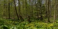 Spring forest Panorama, Canada