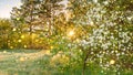 Spring forest panorama landscape with a flowering apple tree and a meadow Royalty Free Stock Photo