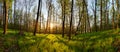 Spring forest panorama with sun